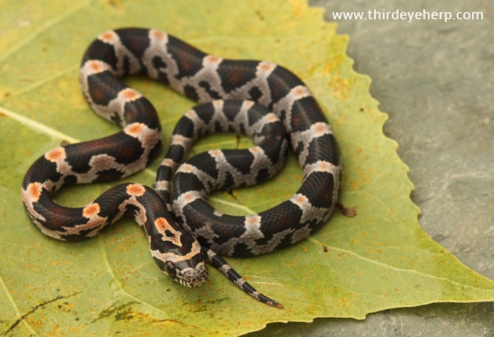 Okeetee Corn Snake